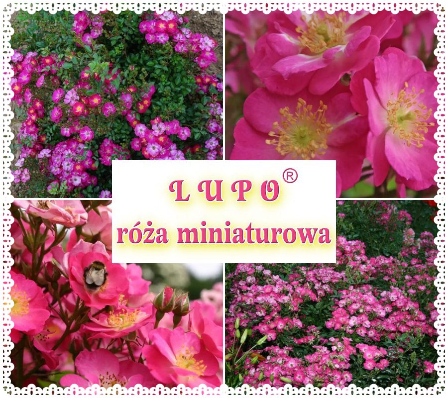 Lupo róże miniaturowe